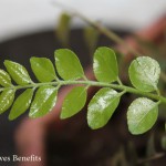 Curry Leaves Benefits, Curry Leaves Health benefits