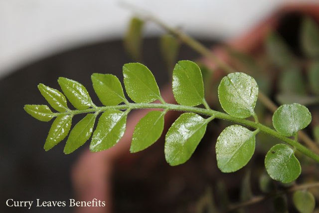 Curry Leaves Benefits, Curry Leaves Health benefits